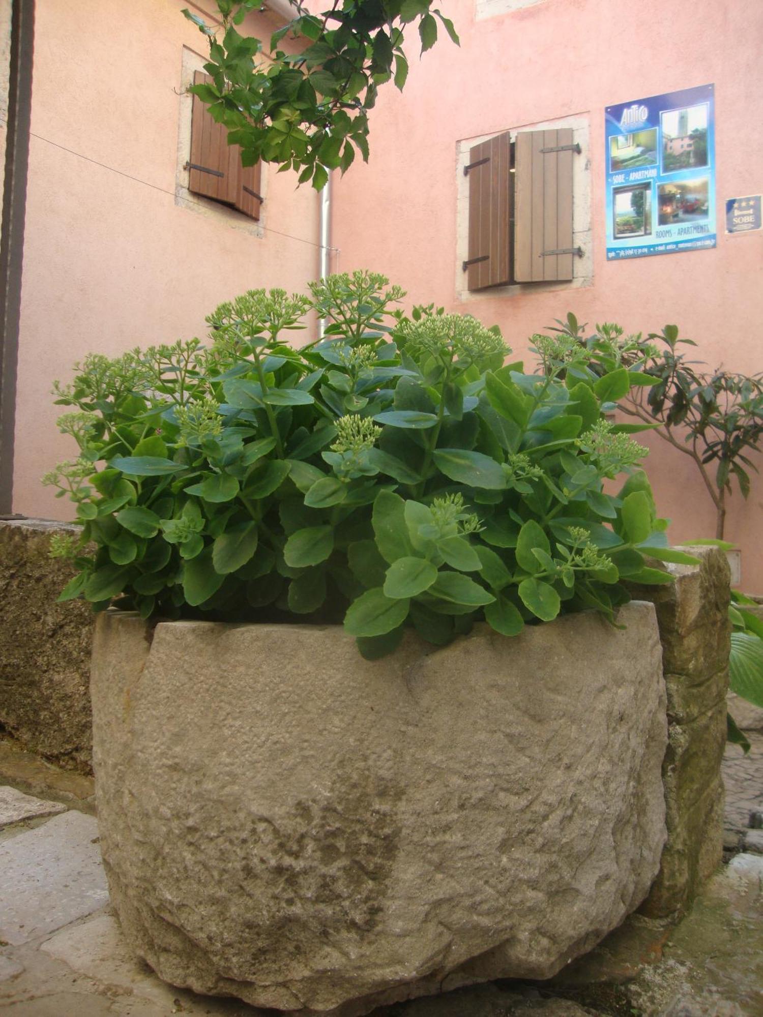 Bed & Breakfast Antico Motovun Buitenkant foto